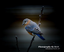 Load image into Gallery viewer, BlueBirds - Photography by DAS