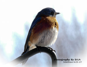 BlueBirds - Photography by DAS