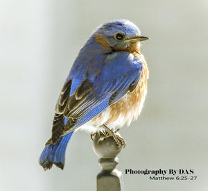 BlueBirds - Photography by DAS