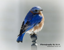Load image into Gallery viewer, BlueBirds - Photography by DAS