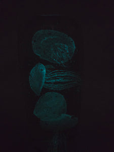 Jellyfish Clear Quartet Glow in the dark 6.5 x 2.5 Art Glass Table Top Paperweight